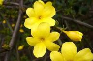 如何區(qū)分迎春花和連翹花？