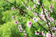 如何區(qū)分桃花和杏花？