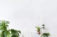 家庭綠植如何擺放更出彩？