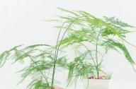 室內(nèi)如何科學(xué)的養(yǎng)殖文竹？