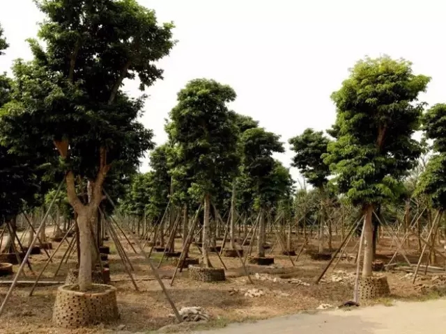 如何提高苗木存活率？十個(gè)方法要牢記