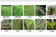 如何選擇岸邊陸生植物？