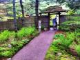 　　美國(guó)阿斯蒂庫(kù)杜鵑花園原建于1956年，由小洛克菲勒資助建立，免費(fèi)向游人開(kāi)放。花園的設(shè)計(jì)者Charles Savage是本地居民，喜愛(ài)日本花園，建這個(gè)花園時(shí)格外注意把自然和人工的建筑巧妙搭配在