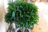 家里養(yǎng)什么植物旺財(cái)？