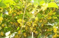 園林植物桂花的產(chǎn)地、形態(tài)以及園林用途