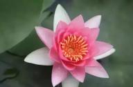為什么千年古蓮能開花？
