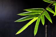 選擇園林植物時，如何巧妙利用植物的五行屬性？