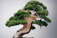 盆景七大類，你都知道嗎？