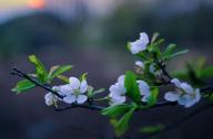中性強(qiáng)耐蔭植物有哪些？