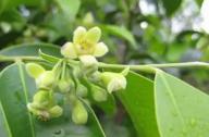 清熱祛風(fēng)，養(yǎng)心安神的植物：沉香