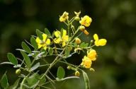 清肝明目，潤腸通便的植物：決明子、菊花