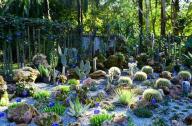 1月20日，中國科學(xué)院西雙版納熱帶植物園一年一度的多肉展如約而至
