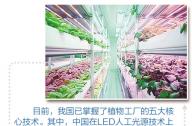 “植物工廠”到底有什么秘密？